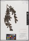 Foto von Salix breviserrata Flod.